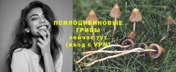 сатива Вяземский